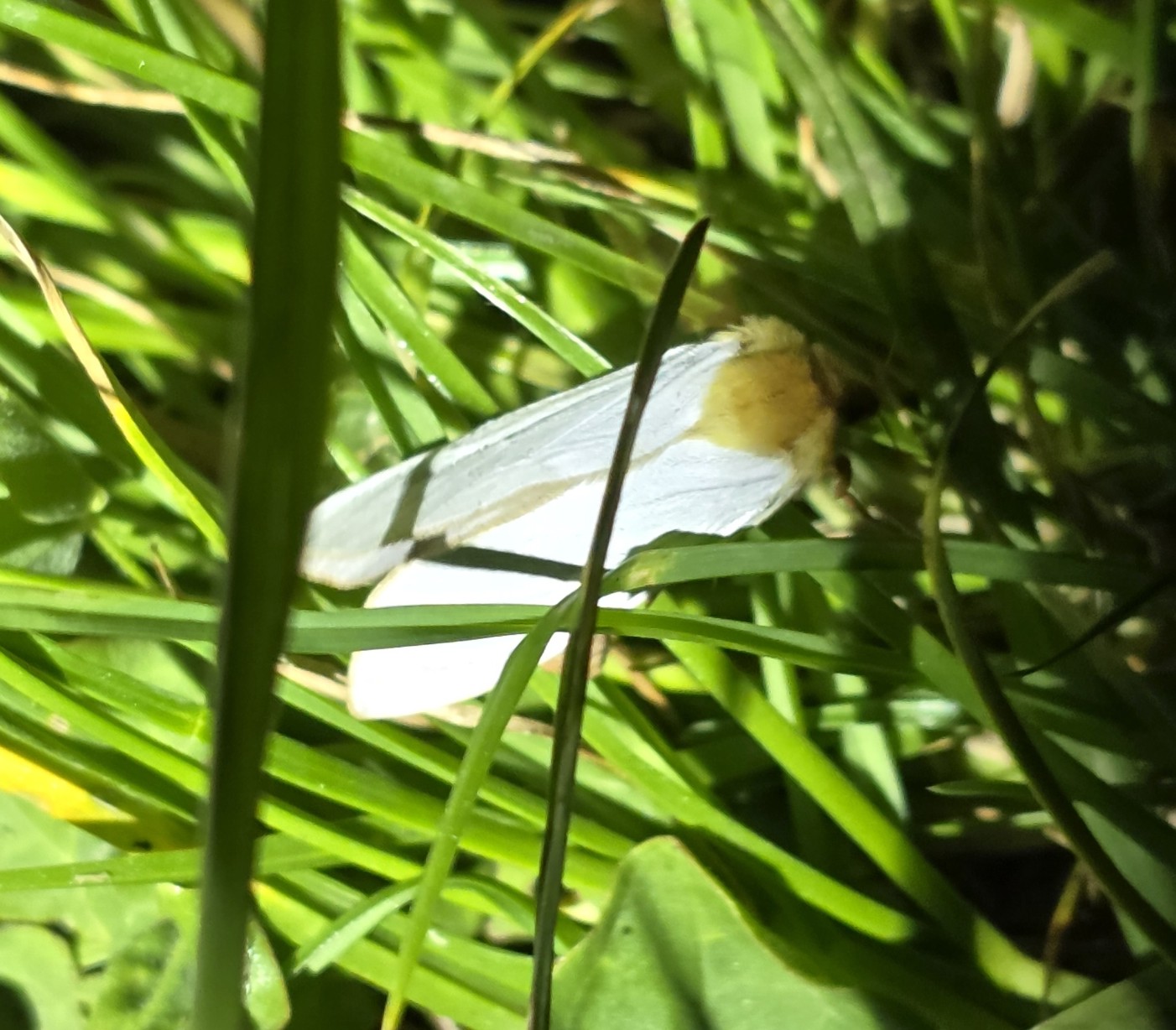 Photo of Ghost Moth (Hepialus humuli)